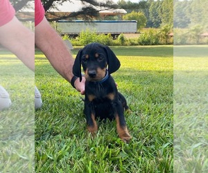 Black and Tan Coonhound Puppy for sale in SCOTTSBORO, AL, USA