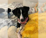 Small #2 English Springer Spaniel Mix