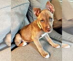 Small #4 American Pit Bull Terrier-Huskies  Mix