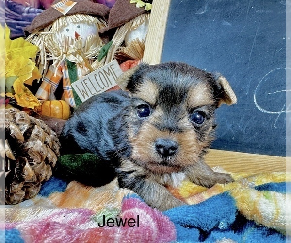 Medium Photo #2 Yorkshire Terrier Puppy For Sale in CASSVILLE, MO, USA