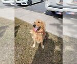 Small Photo #1 Golden Retriever Puppy For Sale in NEPHI, UT, USA