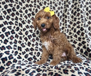 Cock-A-Poo Puppy for sale in LAKELAND, FL, USA