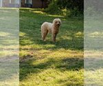 Small #4 Poodle (Standard) Mix