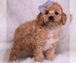 Small #3 Poodle (Toy)