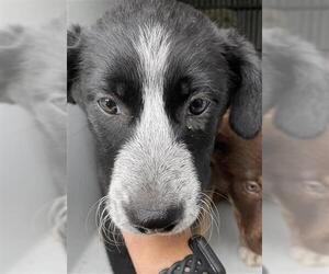 Australian Kelpie-Labrador Retriever Mix Dogs for adoption in Houston, TX, USA