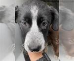 Small Australian Kelpie-Labrador Retriever Mix