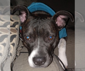 American Staffordshire Terrier Dog for Adoption in UNIONTOWN, Pennsylvania USA