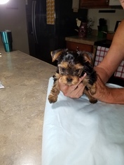 Yorkshire Terrier Puppy for sale in YOUNGSTOWN, FL, USA
