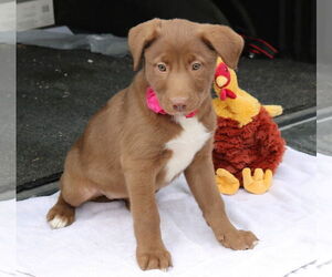 Labrador Retriever-Unknown Mix Dogs for adoption in Bandera, TX, USA