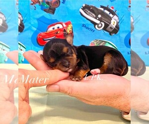 Yorkshire Terrier Puppy for sale in WINNSBORO, LA, USA