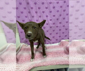 Border Collie-Unknown Mix Dogs for adoption in Modesto, CA, USA