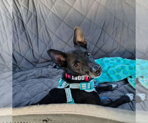 Chihuahua-Unknown Mix Dogs for adoption in San Jose, CA, USA