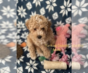 Goldendoodle (Miniature) Puppy for sale in INVERNESS, FL, USA