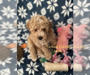 Medium Goldendoodle (Miniature)