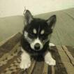 Small Photo #1 Siberian Husky Puppy For Sale in WORTHINGTON, PA, USA