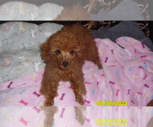 Poodle (Miniature) Puppy for sale in DULUTH, GA, USA