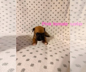 Boxer Puppy for sale in WALNUT GROVE, MO, USA