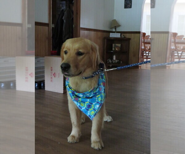 Medium Photo #23 Golden Retriever Puppy For Sale in MECHANICSVILLE, MD, USA
