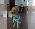 Small #22 Golden Retriever
