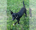 Small #1 Border Collie