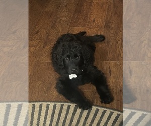 Bouvier Des Flandres-Golden Retriever Mix Puppy for sale in ANDERSON, IN, USA