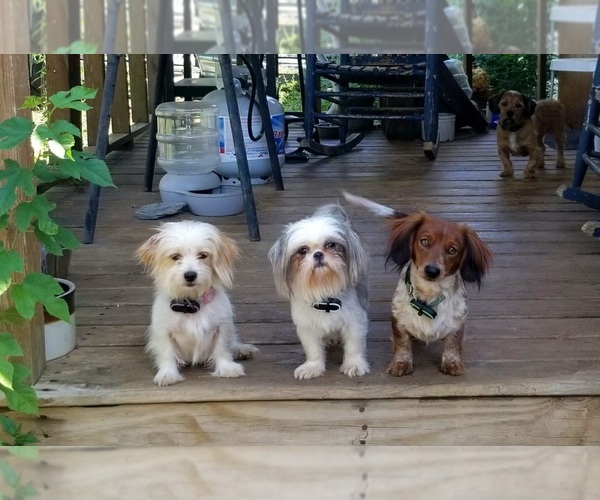 Medium Photo #1 Schweenie Puppy For Sale in BOWLING GREEN, KY, USA