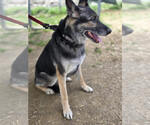 Small #1 German Shepherd Dog