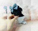 Small #18 Poodle (Toy)