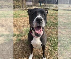 Boxer-Unknown Mix Dogs for adoption in Derwood, MD, USA