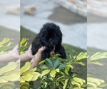 Small Photo #7 ShihPoo Puppy For Sale in TAMPA, FL, USA