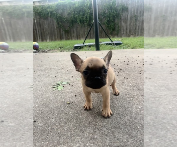 Medium Photo #1 French Bulldog Puppy For Sale in FORT WORTH, TX, USA