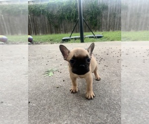 French Bulldog Puppy for sale in FORT WORTH, TX, USA