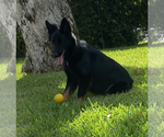 Small #6 German Shepherd Dog