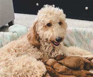 Mother of the Goldendoodle (Miniature) puppies born on 06/09/2023