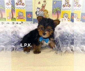 Yorkshire Terrier Puppy for sale in WINNSBORO, LA, USA