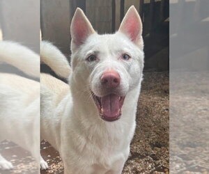 Siberian Husky Dogs for adoption in Matawan, NJ, USA