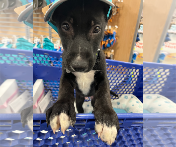 Medium Photo #10 Mutt Puppy For Sale in Holly Springs, NC, USA
