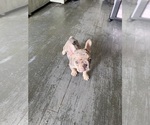 Small #2 French Bulldog