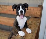 Small Photo #9 Boxer Puppy For Sale in CHILHOWEE, MO, USA