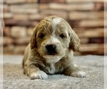 Small Photo #1 Goldendoodle (Miniature) Puppy For Sale in HALTOM CITY, TX, USA