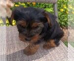 Image preview for Ad Listing. Nickname: Barney