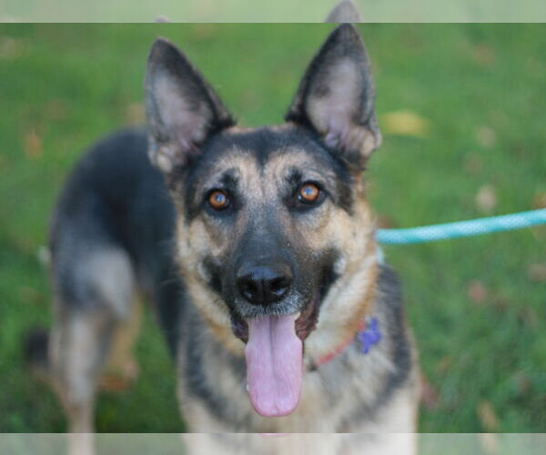 Medium Photo #6 German Shepherd Dog Puppy For Sale in Cookeville, TN, USA
