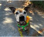 Small #2 Whippet Mix