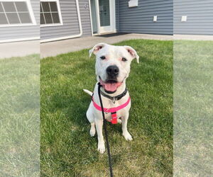Staffordshire Bull Terrier-Unknown Mix Dogs for adoption in Duluth, MN, USA