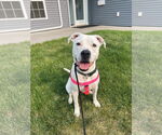 Small Photo #1  Puppy For Sale in , 