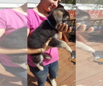 Small Photo #2 German Shepherd Dog Puppy For Sale in LAWRENCEBURG, TN, USA