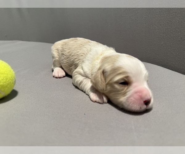 Medium Photo #6 Bernedoodle (Miniature) (+ Poodle Miniature) Puppy For Sale in BREA, CA, USA