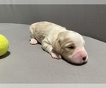 Small Photo #6 Bernedoodle (Miniature) (+ Poodle Miniature) Puppy For Sale in BREA, CA, USA