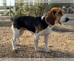 Small #1 Beagle