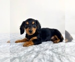 Small #1 Dachshund